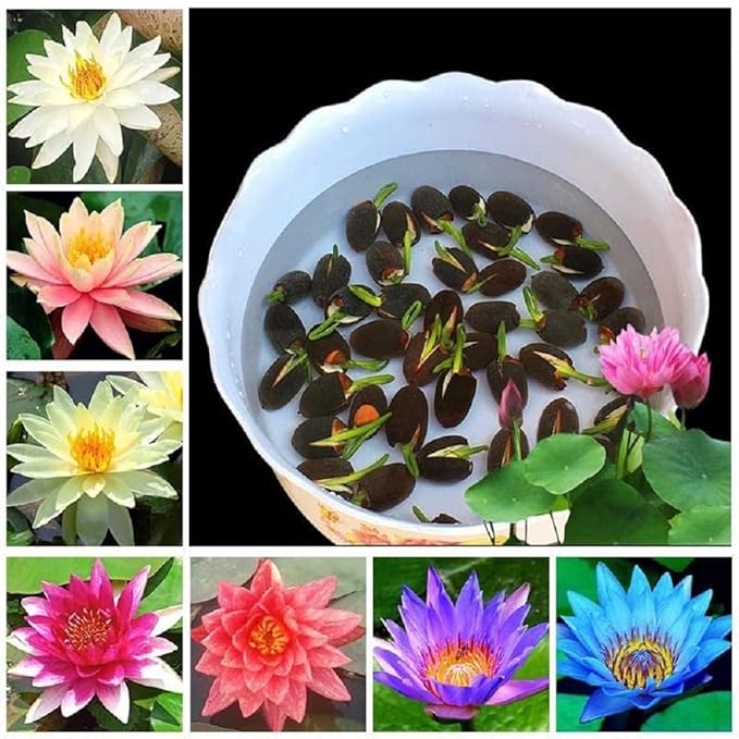 Bonsai Japanese Lotus Seeds (100 Premium Seeds)
