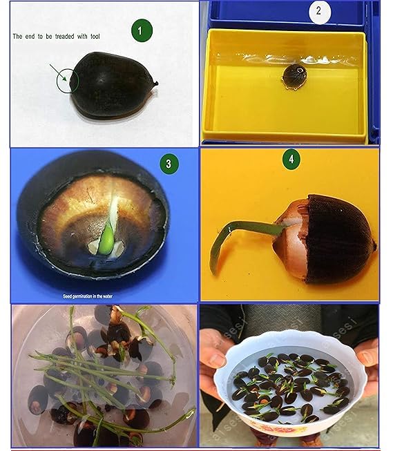 Bonsai Japanese Lotus Seeds (100 Premium Seeds)