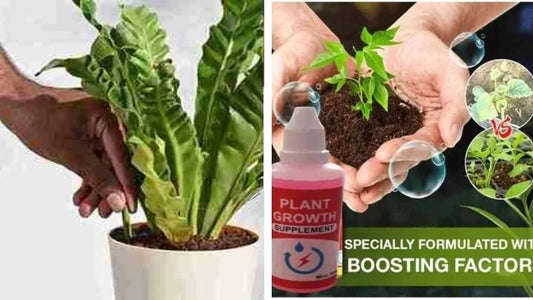 Plant Growth Booster Combo – 2 Packs of 25 Fertilizer Sticks & 1 Growth Enhancer Supplement
