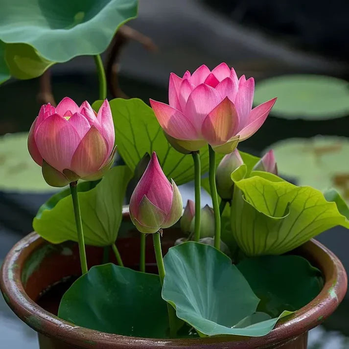 Bonsai Japanese Lotus Seeds (100 Premium Seeds)