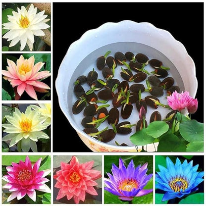 Bonsai Japanese Lotus Seeds (100 Premium Seeds)