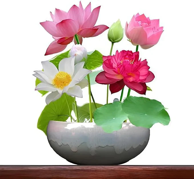 Bonsai Japanese Lotus Seeds (100 Premium Seeds)